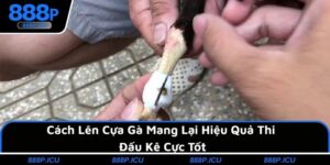 Cách Lên Cựa Gà Mang Lại Hiệu Quả Thi Đấu Kê Cực Tốt