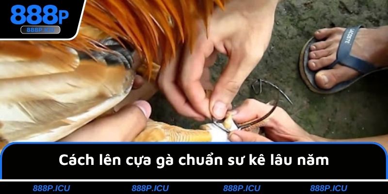 Cách lên cựa gà chuẩn sư kê lâu năm