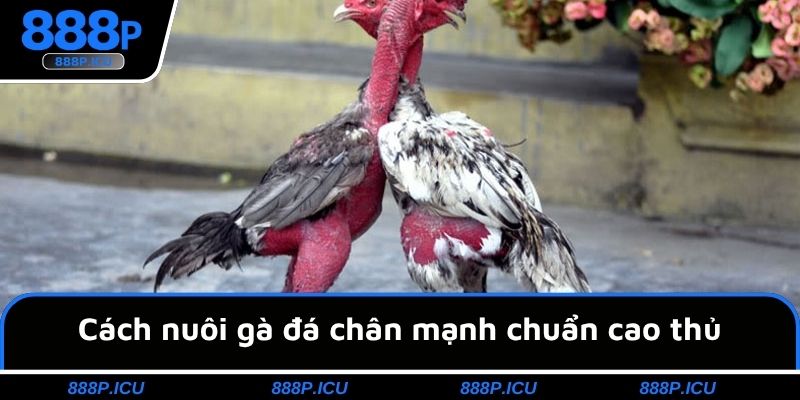 Cách nuôi gà đá chân mạnh chuẩn cao thủ