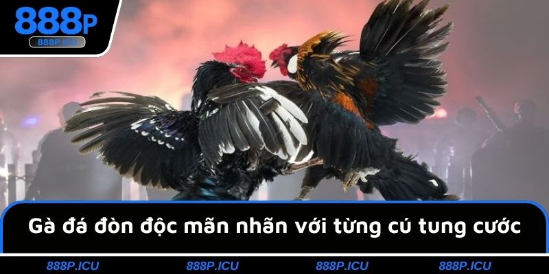 Gà đá đòn độc mãn nhãn với từng cú tung cước