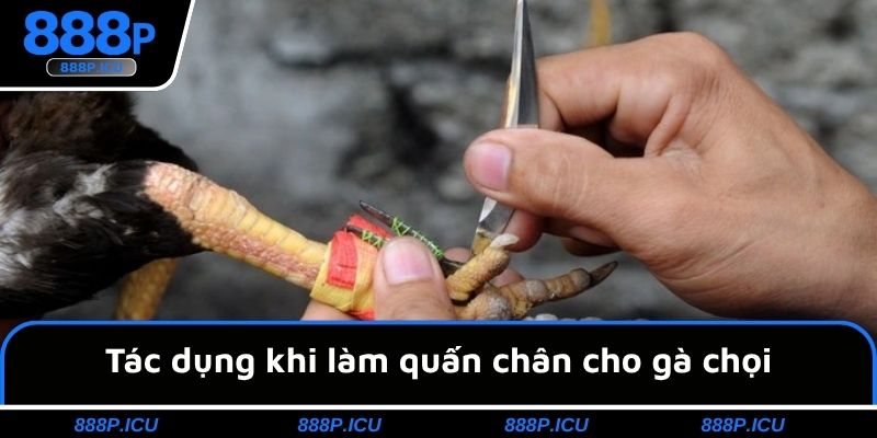 Tác dụng khi làm quấn chân cho gà chọi