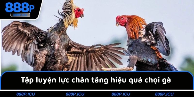 Tập luyện lực chân tăng hiệu quả chọi gà